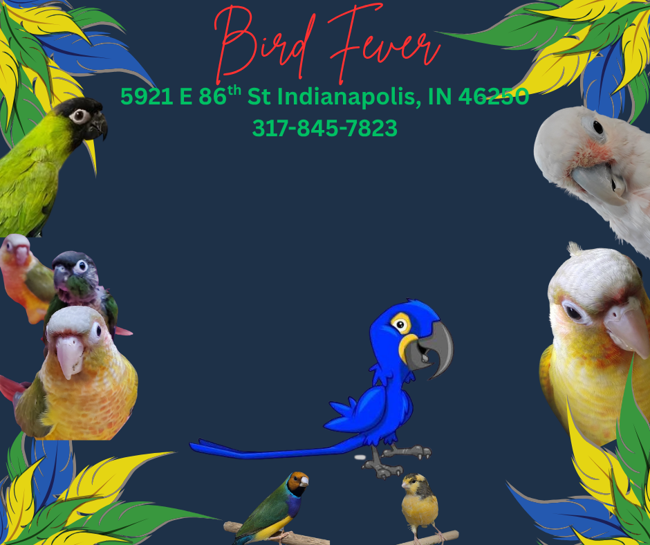 Cockatiel babies have arrived!!